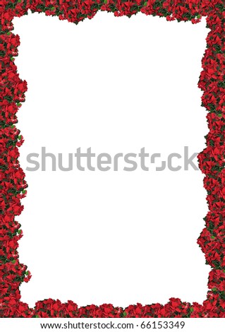 poinsettia - floral frame, background for your text or picture