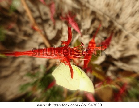 Soft focus photo of the head of hummingbird trumpet flower being visited by a sulfur butterfly; Tonto Natural Bridge State Park in Arizona
