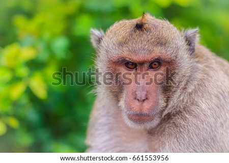 Long-tailed macaque or Crab-eating macaque (Macaca fascicularis) monkey in tropical forest. Portrait of cute monkey with blurry background. Royalty-Free Stock Photo #661553956