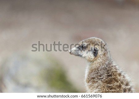 an meerkat observes the environment