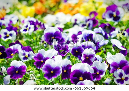 background of summer flowers, meadow of vivid pansies (violas), selective focus, shallow depth of field