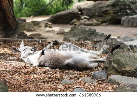 Kangaroo getting up, Australia