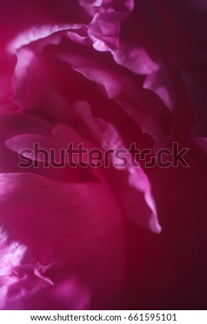 pink peonies closeup