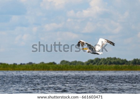 Landscape photo of flying white pelican in Danube Delta