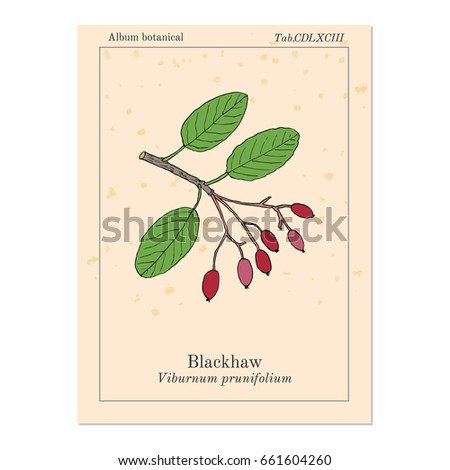 Blackhaw (Viburnum prunifolium), or sweet haw, medicinal plant. Hand drawn botanical vector illustration