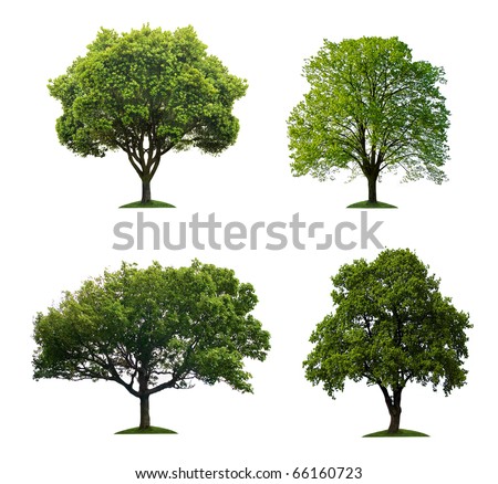 Trees isolated Royalty-Free Stock Photo #66160723