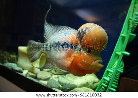 Flower Lohan fish
