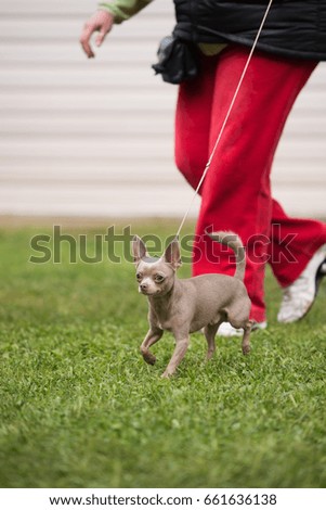 A chihuahua is walking with its owner on the leash