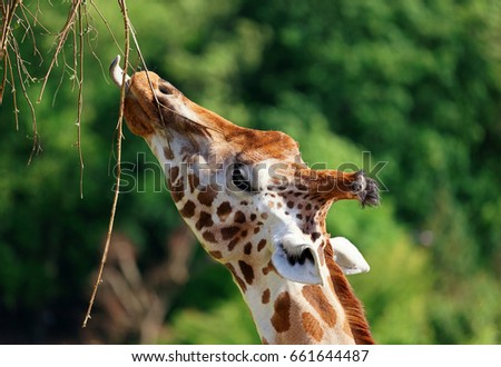 Close-up of a giraffe sticking its tongue out while eating with blurred green trees in the background, with space for text.