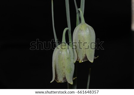 There are about 130 species of bulbous plants in the family Liliaceae, native to temperate regions of the Northern Hemisphere, especially the Mediterranean, southwest Asia, and western North America.