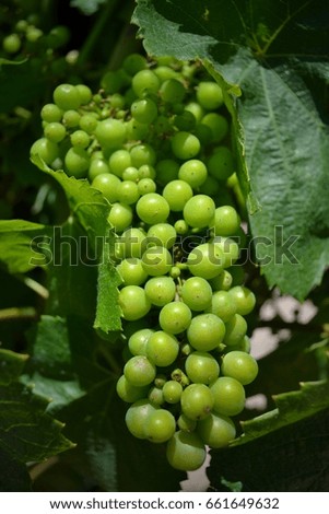 a bunch of green grapes in a vineyard, Sonoma