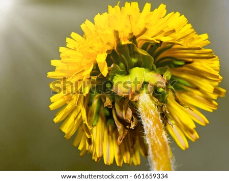 juicy bright yellow dandelions, summer picture of a yellow flower. on a sunny day.