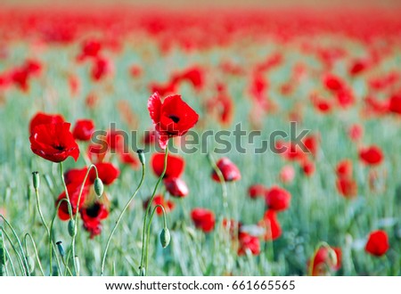 Papaver rhoeas common names include corn poppy corn rose Flanders poppy field poppy red poppy red weed coquelicot
