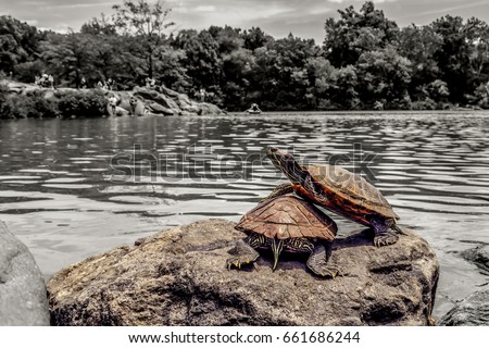 Vivid photograph of two stacked turtles sitting on top of a rock overlooking the pond in Central Park New York City with grayscale background including trees and sky beyond