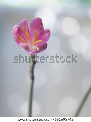 zephyranthes grandiflora,Pink blooming flowers on the morning light background.