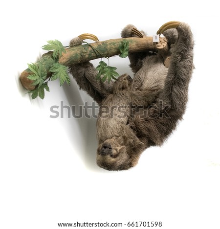 Sloth hanging upside down from branch against plain white background, studio shot. stuffed animal isolated colour picture
