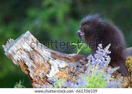 Baby porcupine smelling a flower