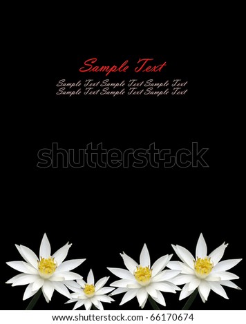 Isolated lotus white