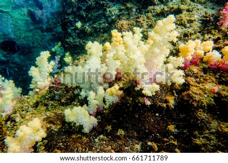 Soft coral under the sea
Koh Lao Liang
