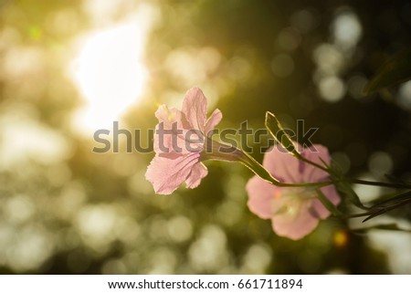 Nature flowers on blurred nature background with shining warm light and bokeh