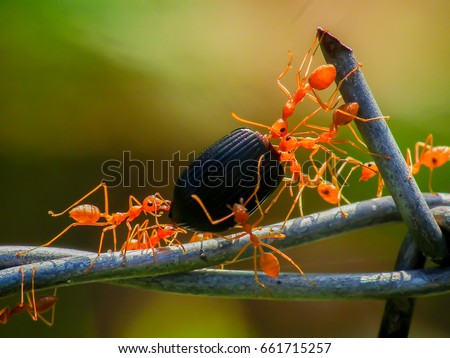 Red weaver ants teamwork,Red ants teamwork