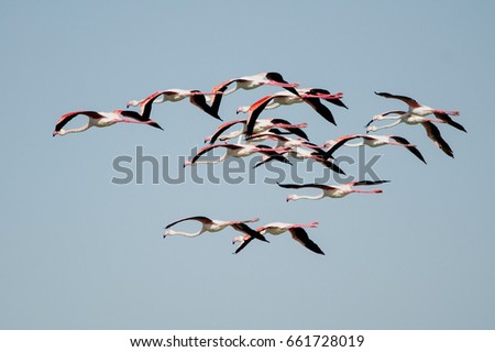 Flamingos In flight