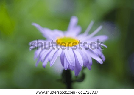Vibrant purple daisy flower on a green blurred background. Spring and summer flower.