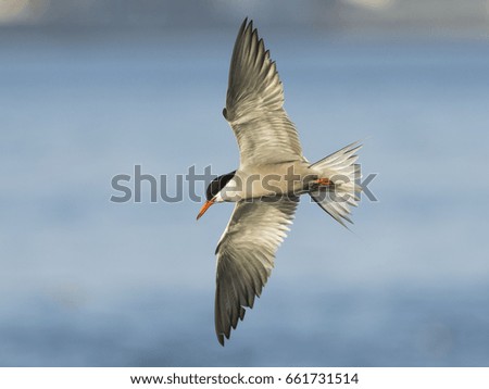 Common tern wandering over the shallow sea water at low tide - Bahrain