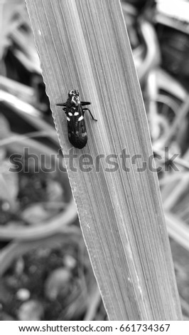 Insect on the leaves, as the picture in black and white.
