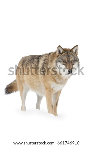 Isolated Gray wolf standing in snow