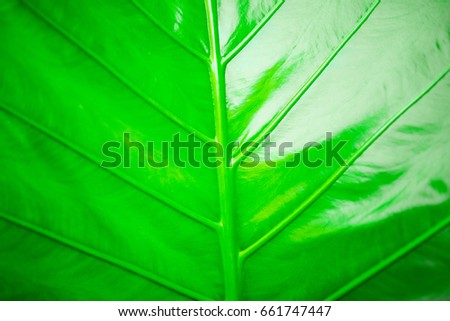 Leafs of Alocasia , greenery background , stripes light and shadow , green leaf texture of a plant close up