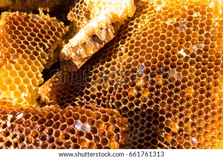 Bee on honeycomb 
