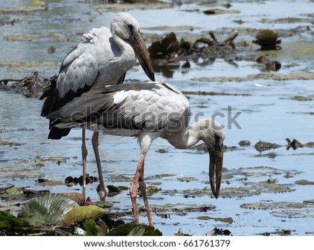 Open-billed stork (Asian openbill) on natural background                                 