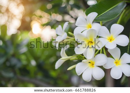 white plumeria flowers nature background