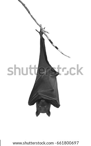 Bat hanging upside down in the tree branch, isolated on white background