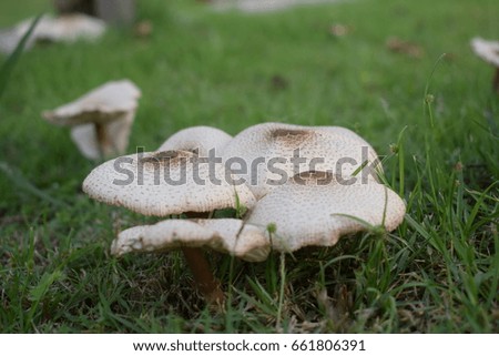 Garden mushroom.