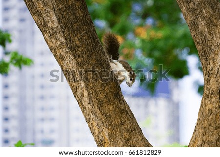 Squirrels climbing a tree city background.