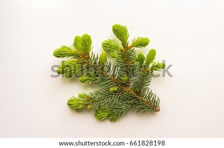 Branch of Christmas tree on white background. Top view. The design element to design web banners, postcards. Christmas, winter pattern. 