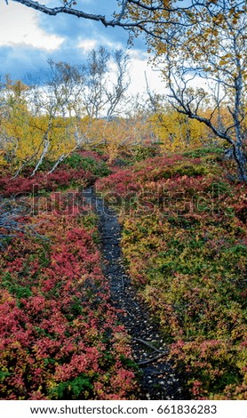 Colourful trees at lake Myvatn in Iceland at autumn
