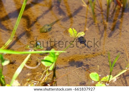 Swimming tadpoles Japan