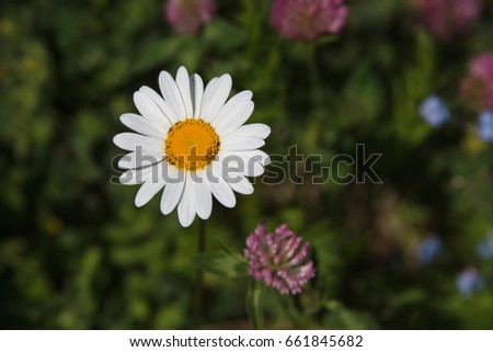 White Daisy flower on a background of clovers and dark background with grass in the meadow

