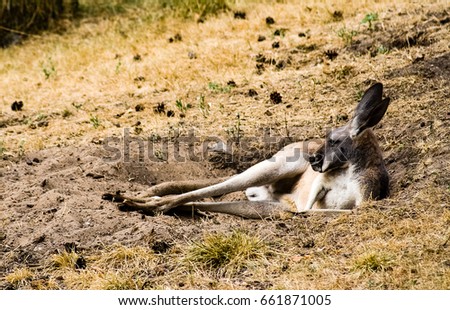 Red Kangaroo resting in sand in summer