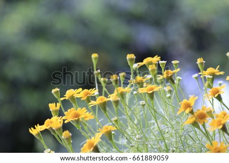 the yellow daisy flowers and white bokeh on green background