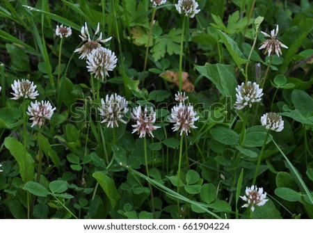 The flowers and leaves of clover white or creeping. There are valuable animal feed, good honey plant, used in landscape design