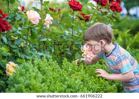 A portrait of a boy smiling and smelling a rose on warm summer day. Adorable kid hold rose in his hands and looking on it. Leisure with children outdoors.