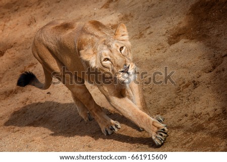 Female lion is walking on sand with dangerous look