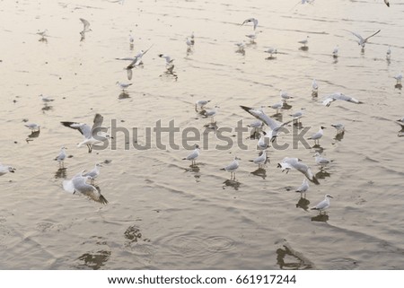 group of seagulls and mangrove sea