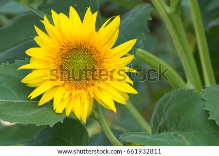 Sunflower flower bloom summer sunny day. Selective focus. Shallow depth of field.