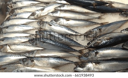 a group of fresh Tuna fish in supermarket.