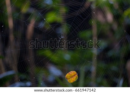 Spider web on green scenery with leaf stuck on it
